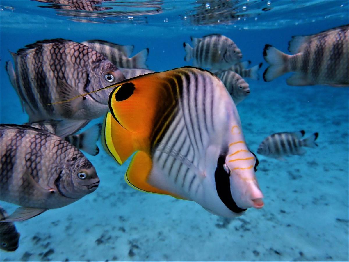 2 Nuits Insolites & 1 Excursion Voile A Bord Du Voilier Mori Ora Moorea Buitenkant foto