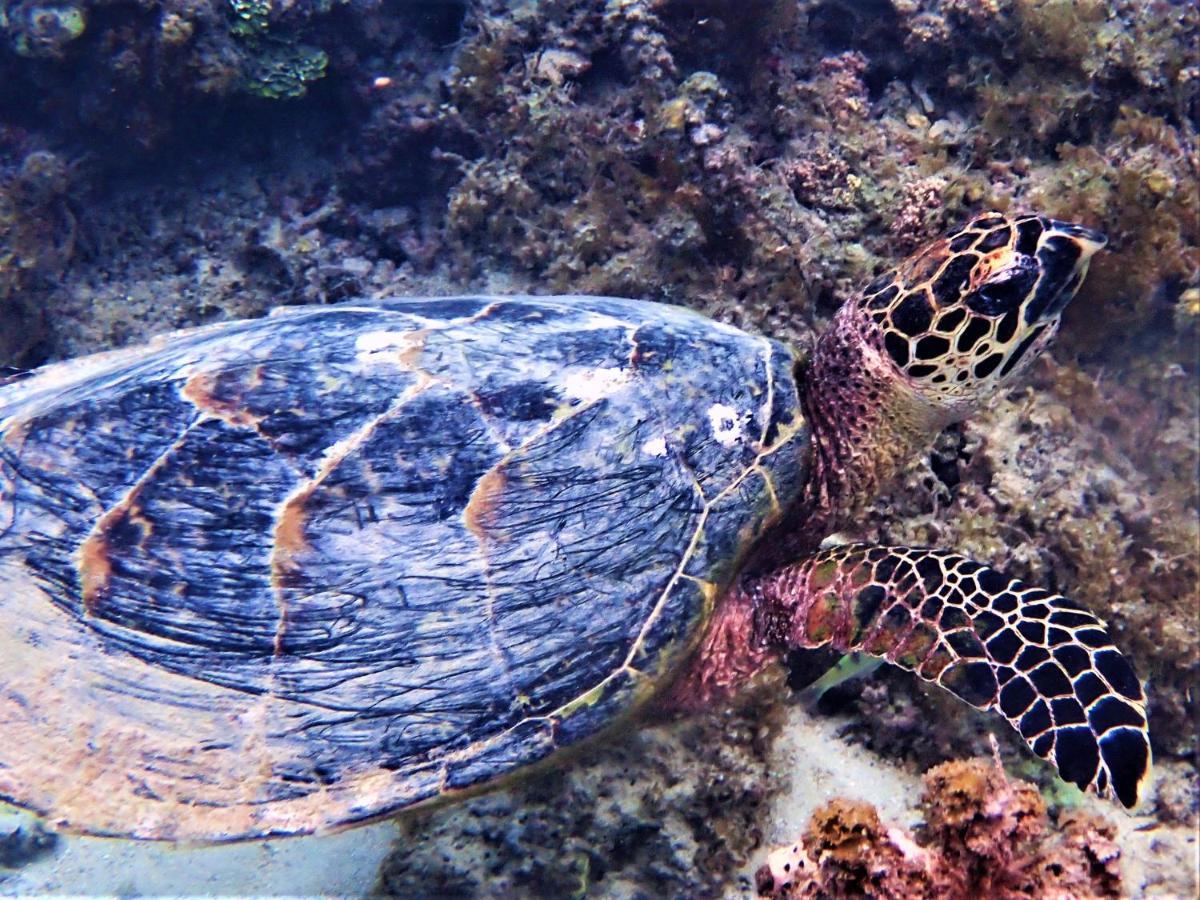 2 Nuits Insolites & 1 Excursion Voile A Bord Du Voilier Mori Ora Moorea Buitenkant foto