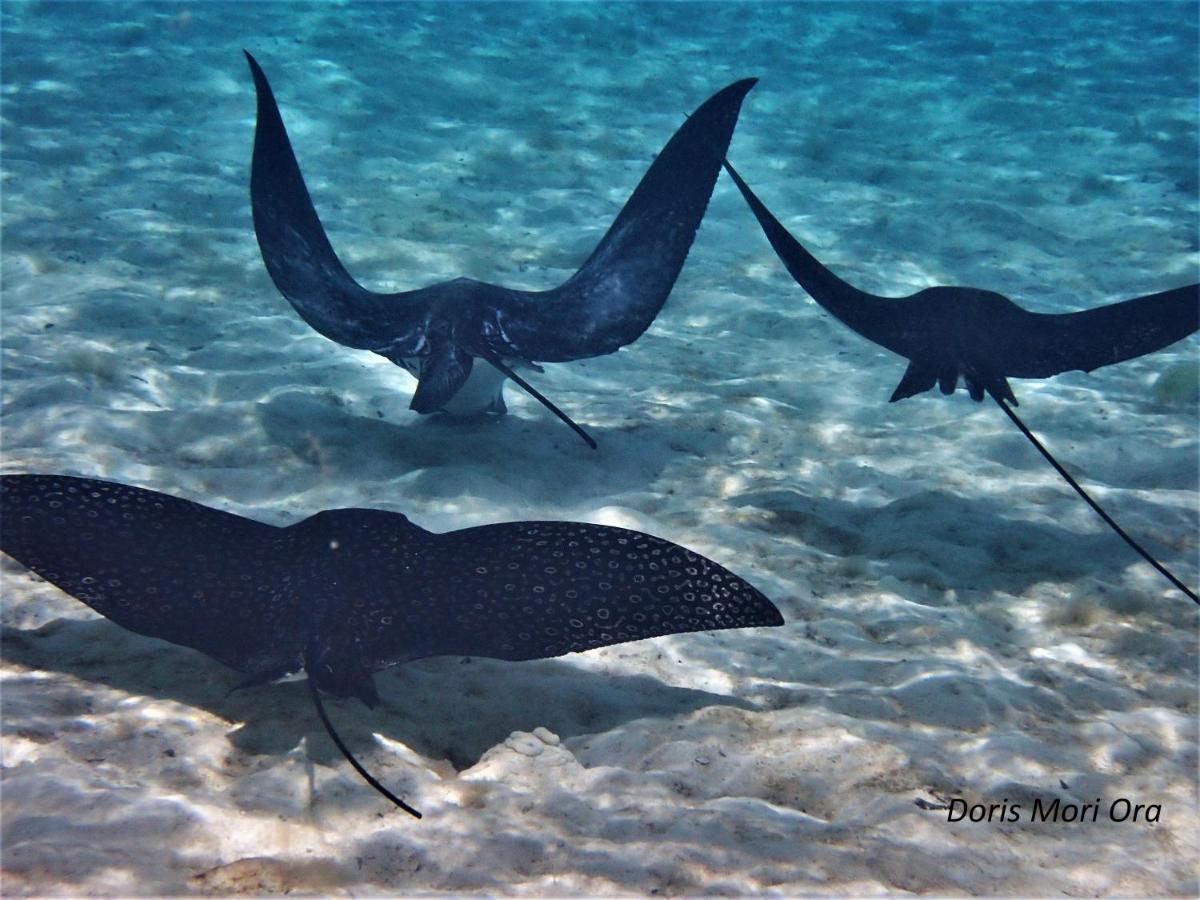 2 Nuits Insolites & 1 Excursion Voile A Bord Du Voilier Mori Ora Moorea Buitenkant foto
